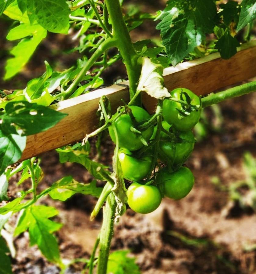 Finca El Trazo Tacoronte Zewnętrze zdjęcie